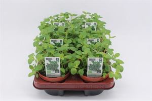 Afbeelding van Oregano